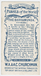 The barramunda (Ceratodus).