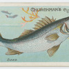 Bass (Labrax lupus).