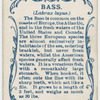 Bass (Labrax lupus).