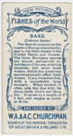 Bass (Labrax lupus).