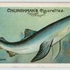 Blue shark (Carcharias glaucus).