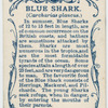 Blue shark (Carcharias glaucus).
