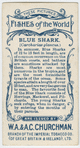 Blue shark (Carcharias glaucus).