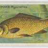 Carp (Cyprinus carpio).