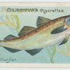 Cod-fish (Gadus morrhua).