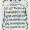 Cod-fish (Gadus morrhua).