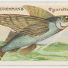 Flying fish (Exocœtus).