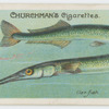Gar-fish (Belone).