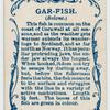 Gar-fish (Belone).