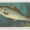 Grayling (Thymallus vulgaris).
