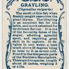 Grayling (Thymallus vulgaris).