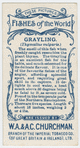 Grayling (Thymallus vulgaris).