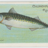 Mackerel (Scomber scomber).