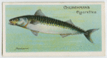 Mackerel (Scomber scomber).