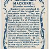 Mackerel (Scomber scomber).