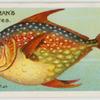 Opah or king-fish (Lampris luna).