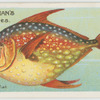 Opah or king-fish (Lampris luna).