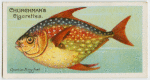 Opah or king-fish (Lampris luna).