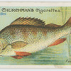 Perch (Perca fluviatilis).