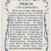 Perch (Perca fluviatilis).