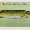 Pike (Esox lucius).