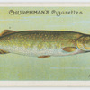 Pike (Esox lucius).
