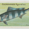 Pilot-fish (Naucrates ductor).