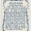 Pilot-fish (Naucrates ductor).