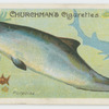 Porpoise (Phocœna communis).