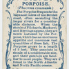 Porpoise (Phocœna communis).