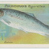 Salmon (Salmo salar).