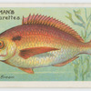Sea bream (Pagellus centrodontus).