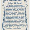 Sea bream (Pagellus centrodontus).