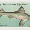 Smooth hound (Mustelus vulgaris).