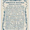 Smooth hound (Mustelus vulgaris).