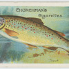 Trout (Salmo fario).