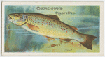 Trout (Salmo fario).