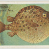 Trunk-fish (Avacana lenticularis).