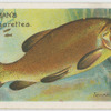 Tench (Tinca tinca).