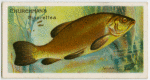 Tench (Tinca tinca).