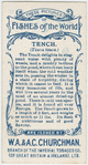 Tench (Tinca tinca).