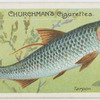 Tarpon (Megalops thrissoides).