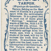 Tarpon (Megalops thrissoides).