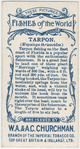 Tarpon (Megalops thrissoides).
