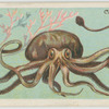 Cuttle-fish (Sepia officinalis).