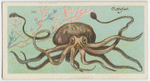 Cuttle-fish (Sepia officinalis).