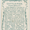 Cuttle-fish (Sepia officinalis).