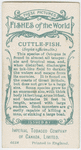 Cuttle-fish (Sepia officinalis).