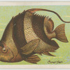Coral fish (Heniochus macrole pidotus).