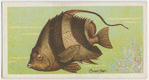 Coral fish (Heniochus macrole pidotus).